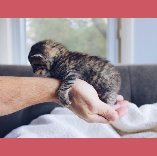 Kittens_nog_niet_ter_adoptie