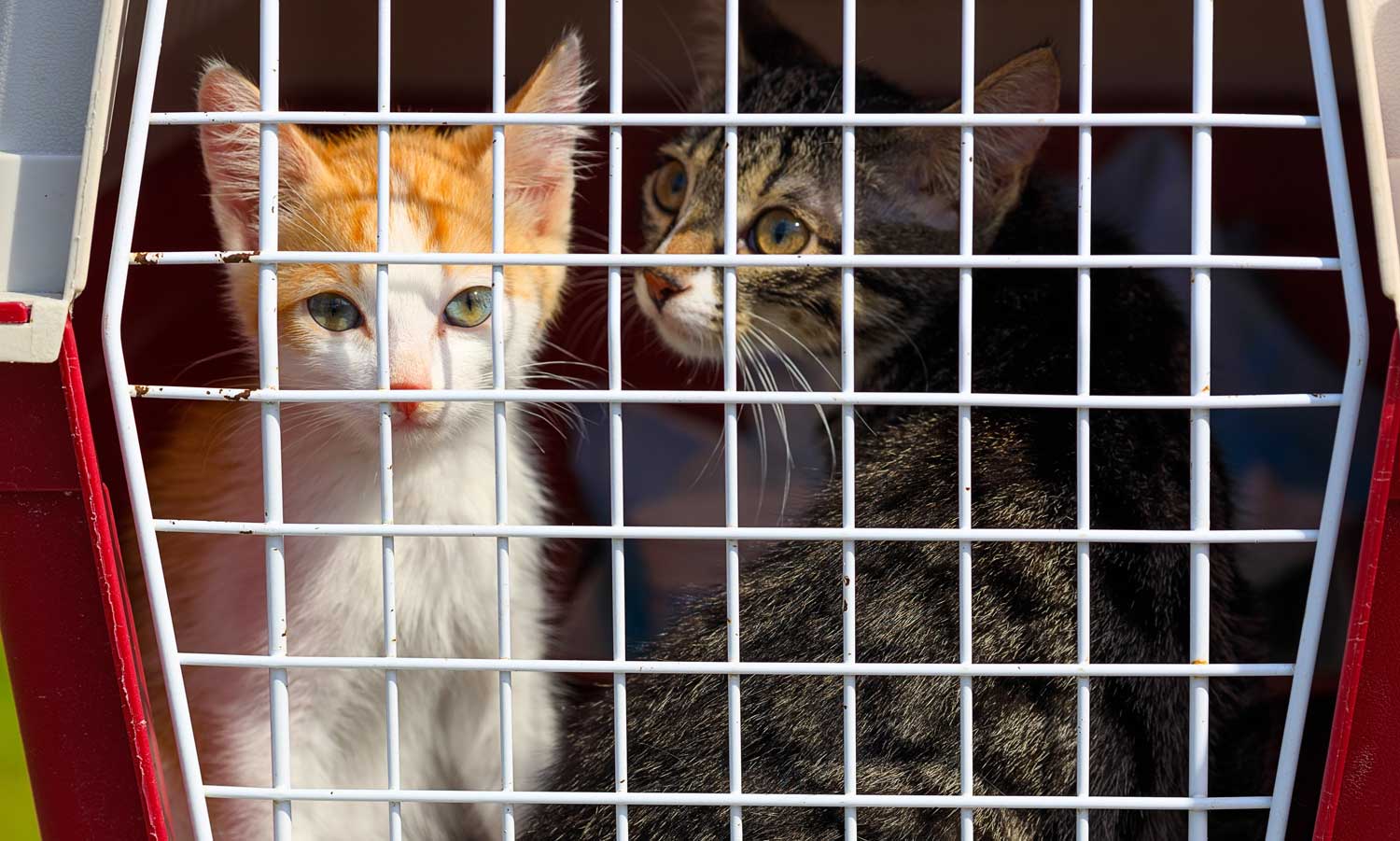 Kattenvanger
