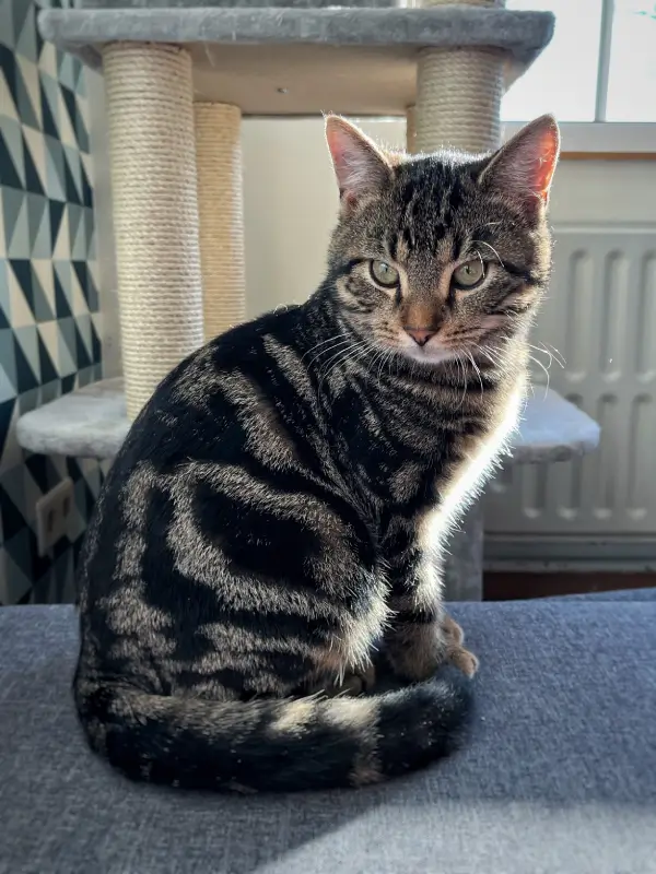 fiv-bij-katten_1
