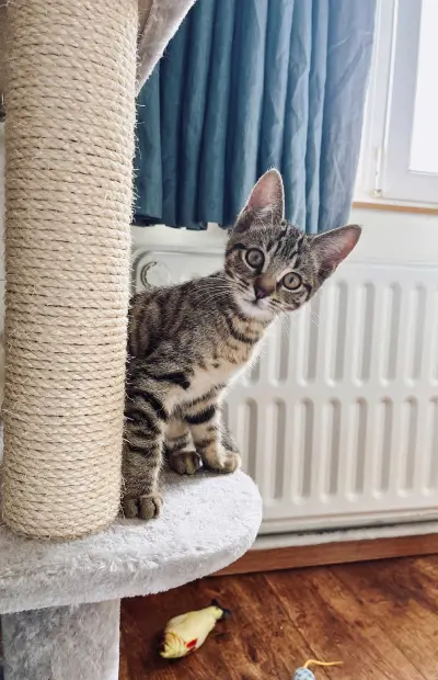 fiv-bij-katten_2